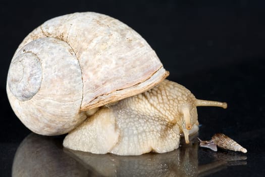 snails