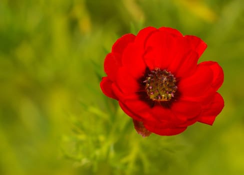 Adonis aestivalis is an annual plant of the buttercup family (Ranunculaceae). Most often you can find this lime-loving species