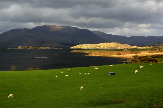 The Irish landscape at the Ring of Kerry (Iveragh) is wild and gentle. Lough stands for sea,where the Gaellian term is Loch Luloch.