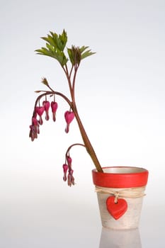 Branch of a tearful heart in a flowerpot with hearts