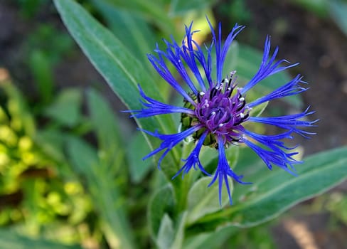 Centaurea montana