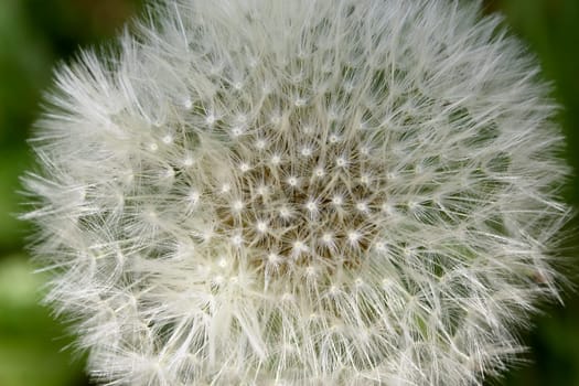 Dandelion,closeup