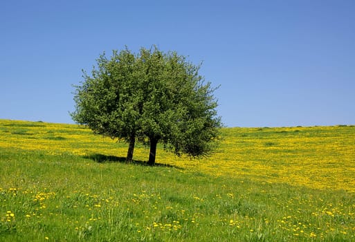 Spring meadow