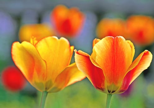 Tulips