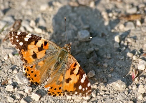 Cynthia cardui sunbathing