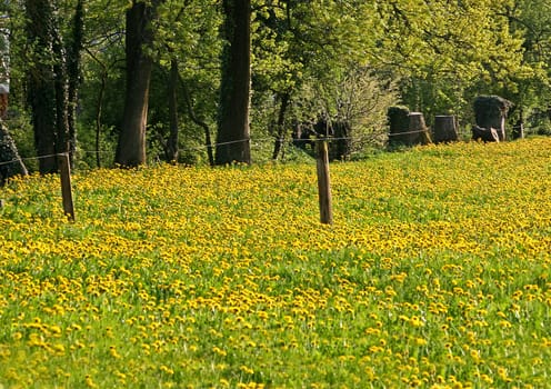 Dandelion meadow