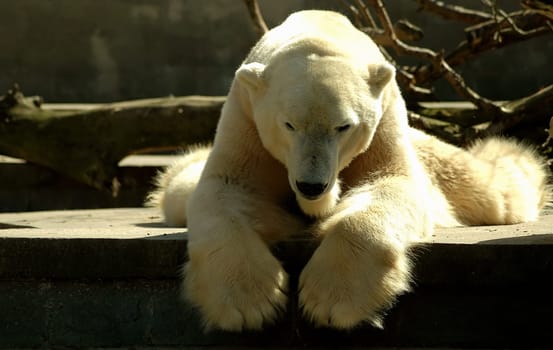 With this photo I would like to wish you all a nice,sunny and warm weekend! My polar bear is already grieving that it will stay so warm!