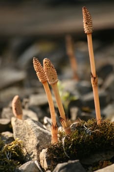 Spore ear of field horsetail