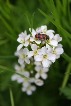 I don't know what kind of plant it is,nor what the beetle is called! I hope you could help me?