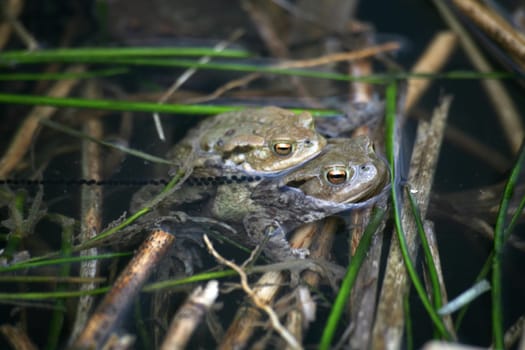Common toads mating