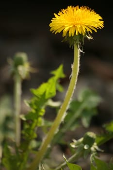 Common dandelion