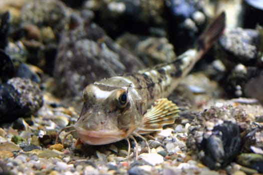 "The gurnard is named after its ability to make growling or grunting sounds. The gurnard produces these sounds by means of a muscle above the swim bladder,which causes it to vibrate."" (From Wikipedia)"