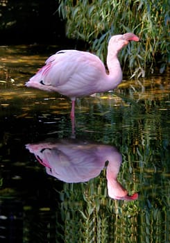 Mirror,mirror
