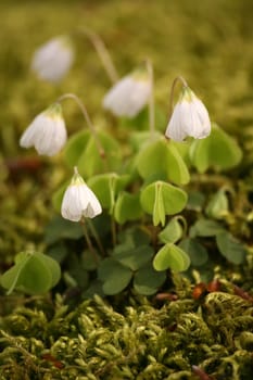 Oxalis Acetosella on a moss cushion