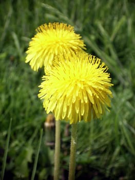 In recent days often presented here,but in the garden an unloved weed.