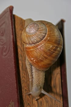 Book Snail 1