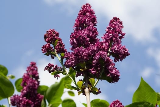 Lilac