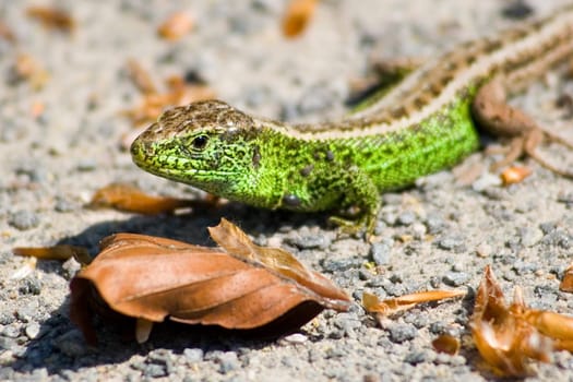 Lizard