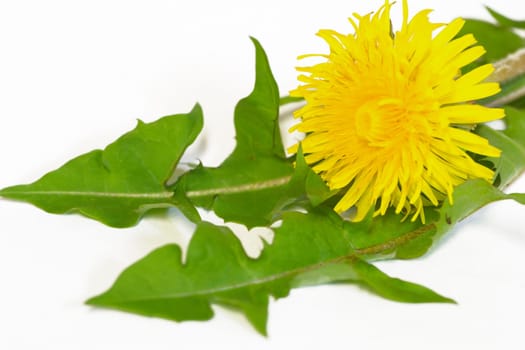 Dandelion salad
