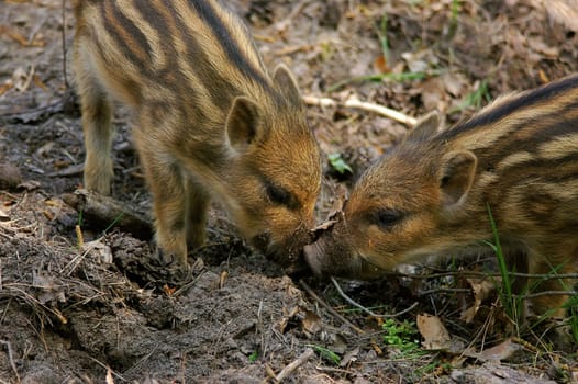 Kiss