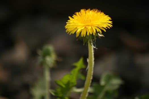 Common dandelion