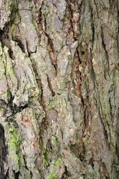 Cracked bark of an old larch