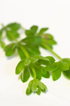 Woodruff