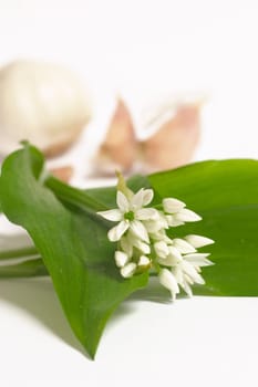Ramsons