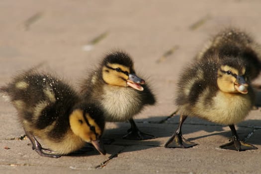 ... I know that the three are not consistently sharp,but to photograph several chicks in one photo is an impossible task. :-( LG Bea