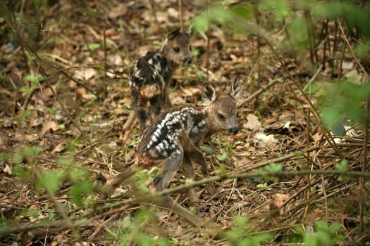 Two fawns that seem to have just been born (Wildlife - photographed in the local forest)