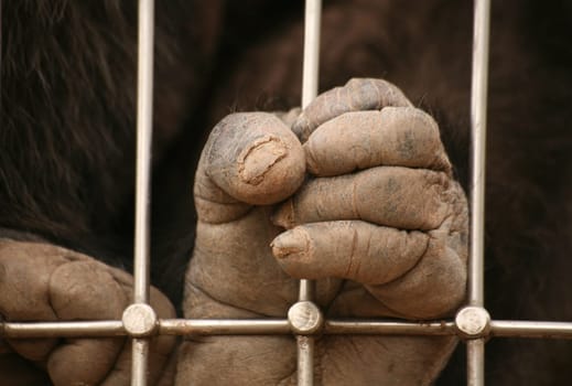 Feet of an old chimpanzee in a zoo