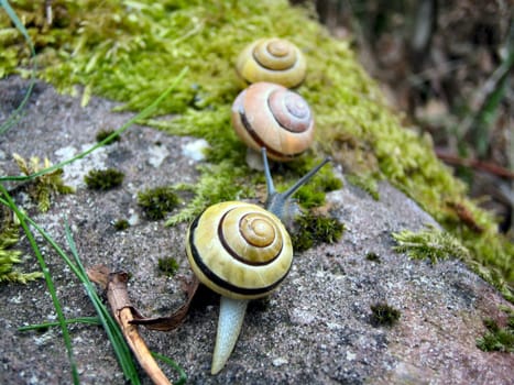 Snails Highway