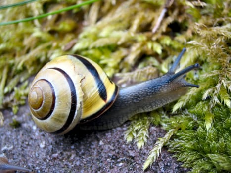 Bänderschneck