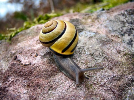 Ribbon snail on the move
