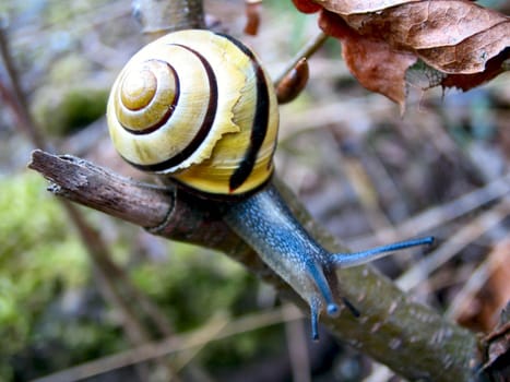on the branch