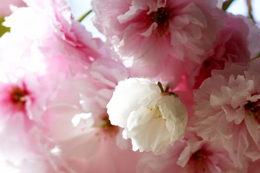 Cherry Blossom,No.3