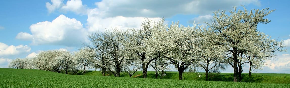 Blossom Magic III