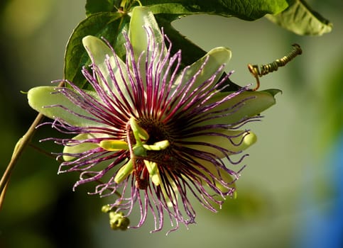 Today I finally managed to get all my passion flowers out of their winter quarters and put them on the terrace. At the moment,spring is only in top form,but it won't be long before many of the flowers of the pretty Passionsbl appear again.
