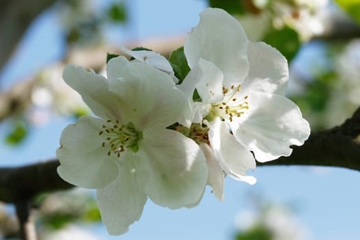 Two apple blossoms
