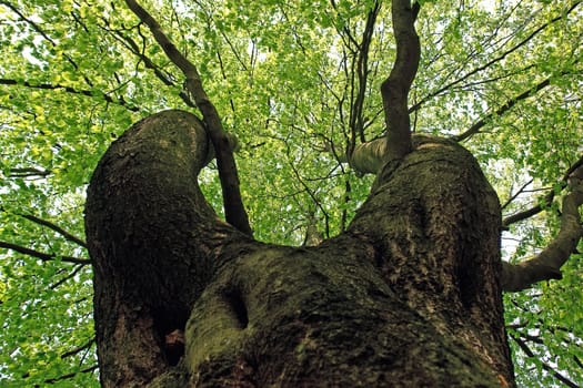 View of the treetop