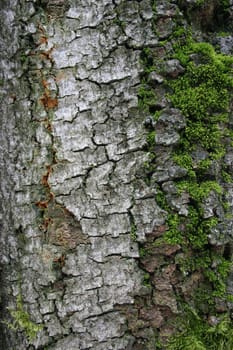 Mossy bark of an old tree