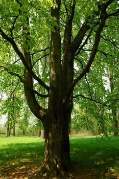 Old tree