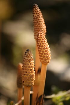 Spore ear of field horsetail
