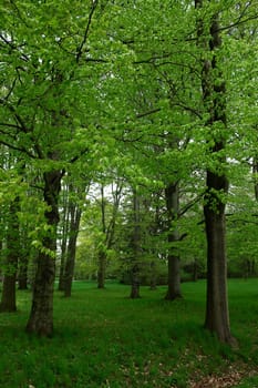 Spring Awakening