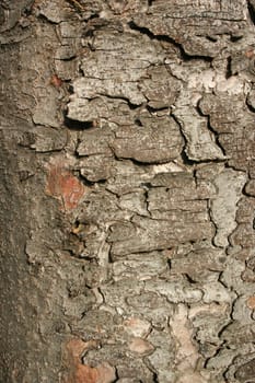 Bark of an old spruce