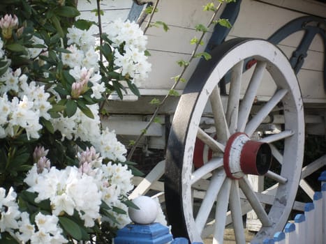 High on the white wagon