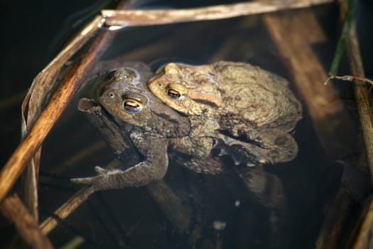 Spawning waters with frogs