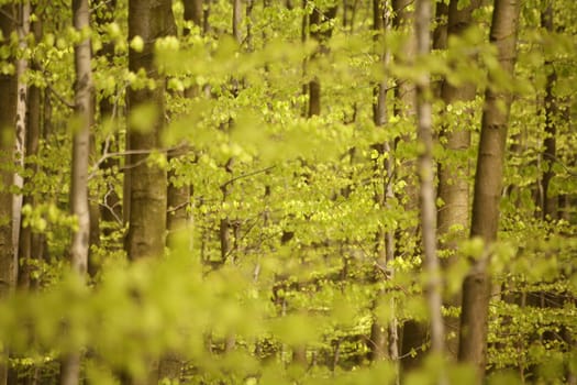 May has come,the trees are beating...