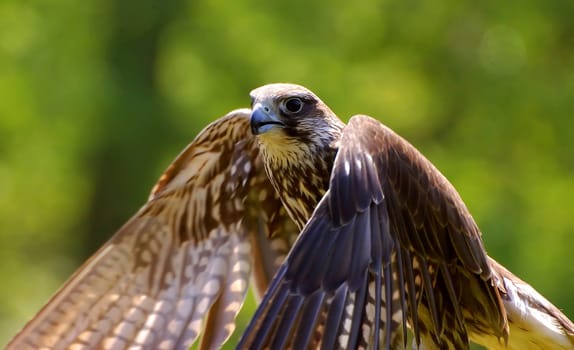 Ready for take-off