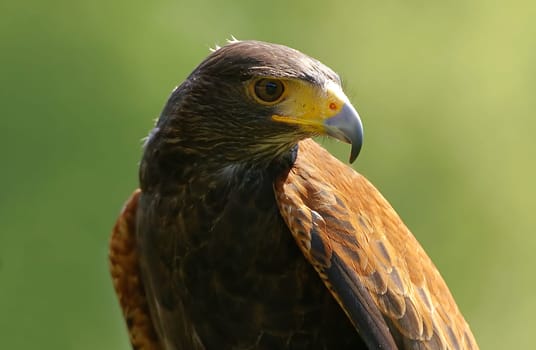 Desert Buzzard